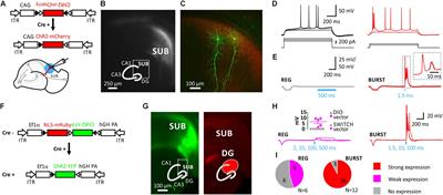 VGLUT2 Functions as a Differential Marker for Hippocampal Output Neurons